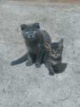Отдам котят в хорошие руки