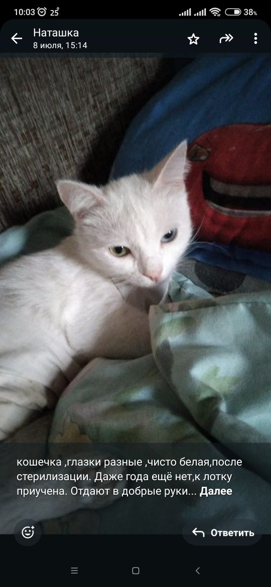 Кошка стерелизованая.