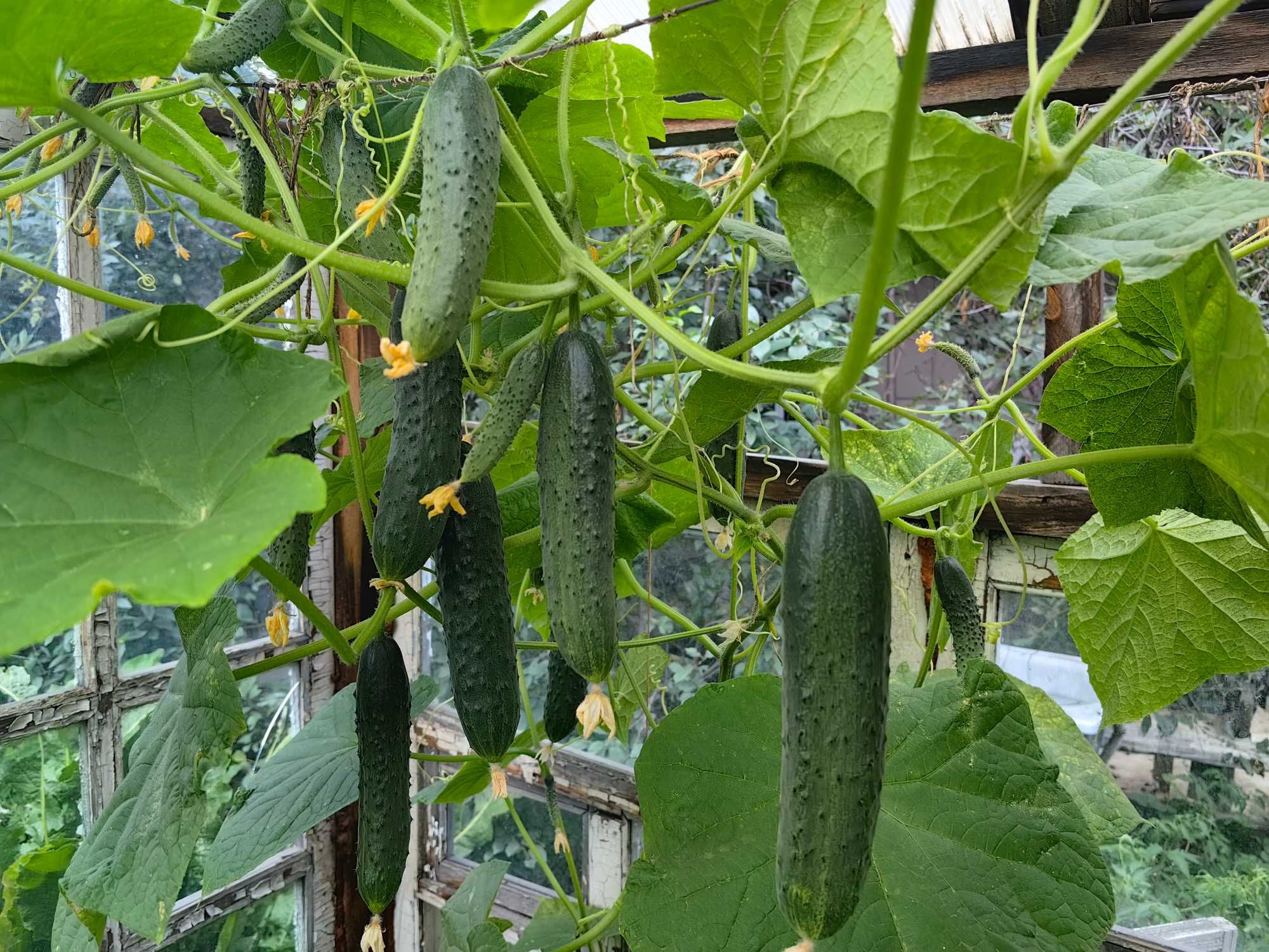 Продам домашние огурцы