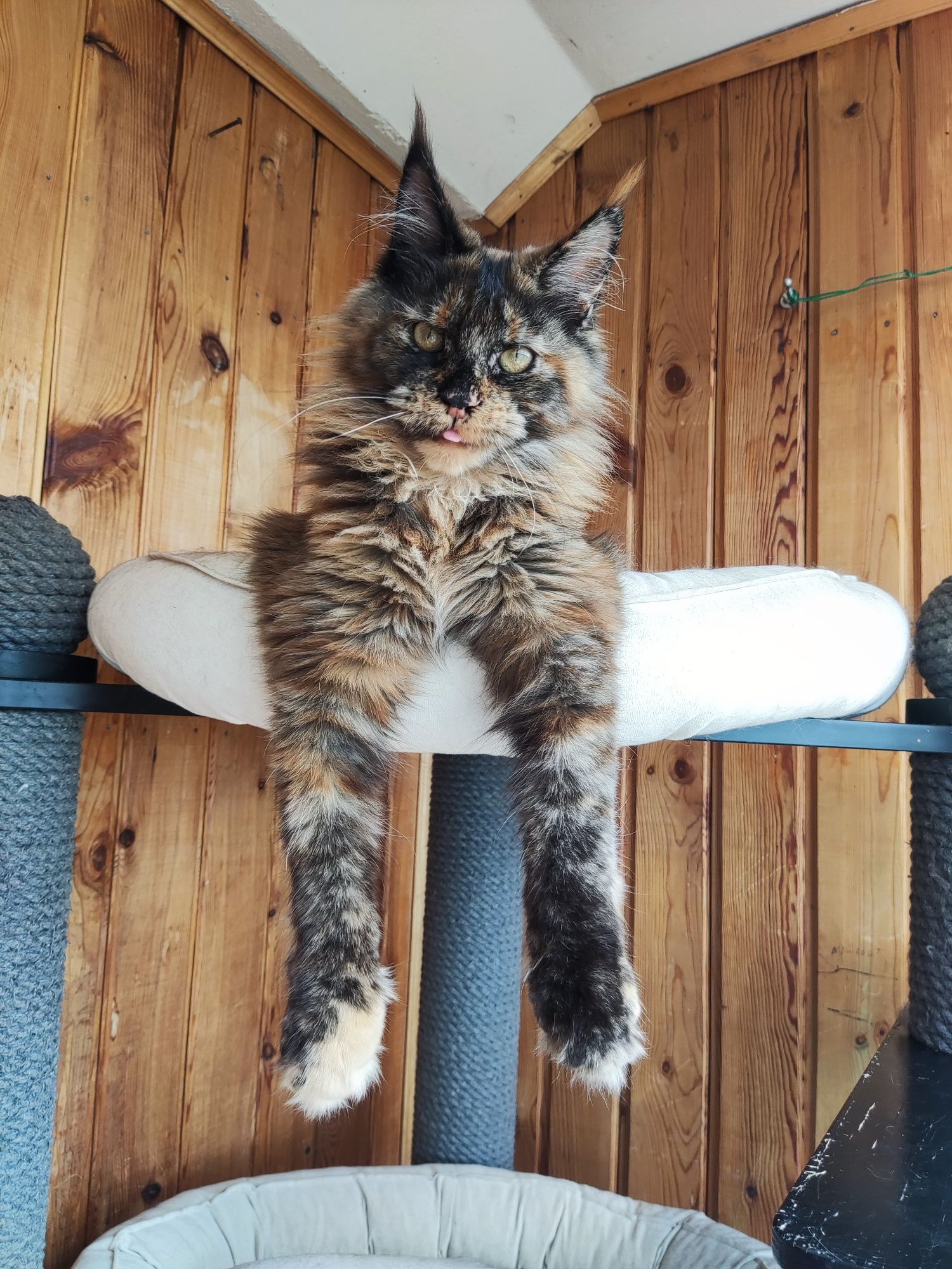 Котёнок Мейн кун