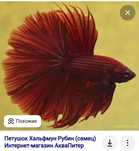 Добавляйтесь в группу Вацап аквариумисты кокшетау