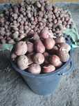 Продам семенной картофель