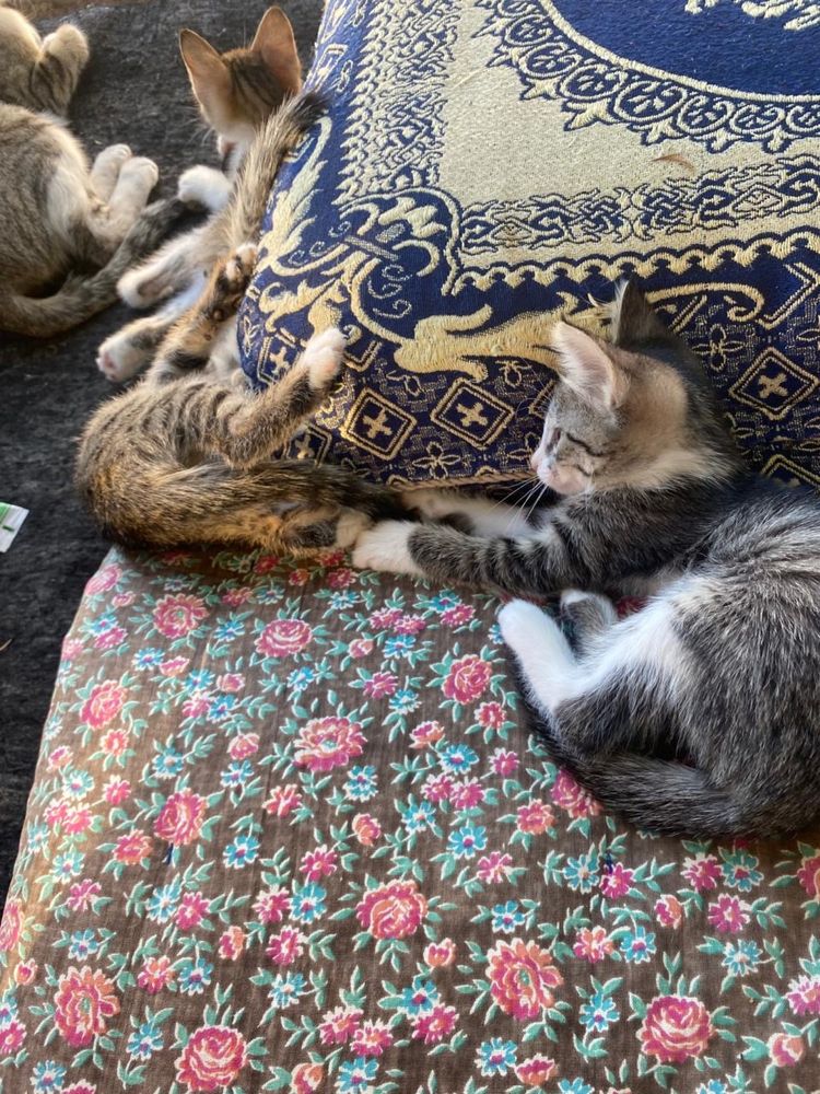 Котята в добрые руки