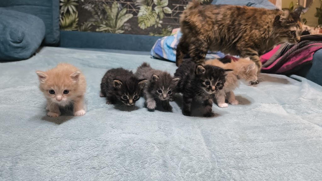 Котята курильского бобтейла