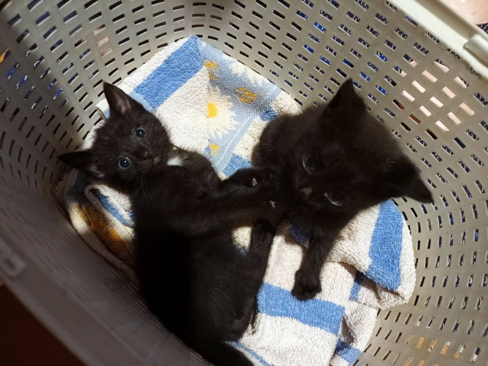 Котята ищут родителей