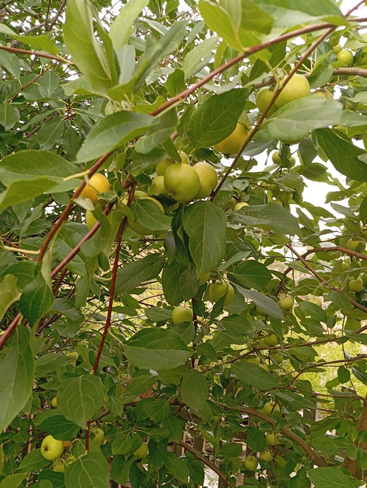 Продам дачу,Кирпичный дом