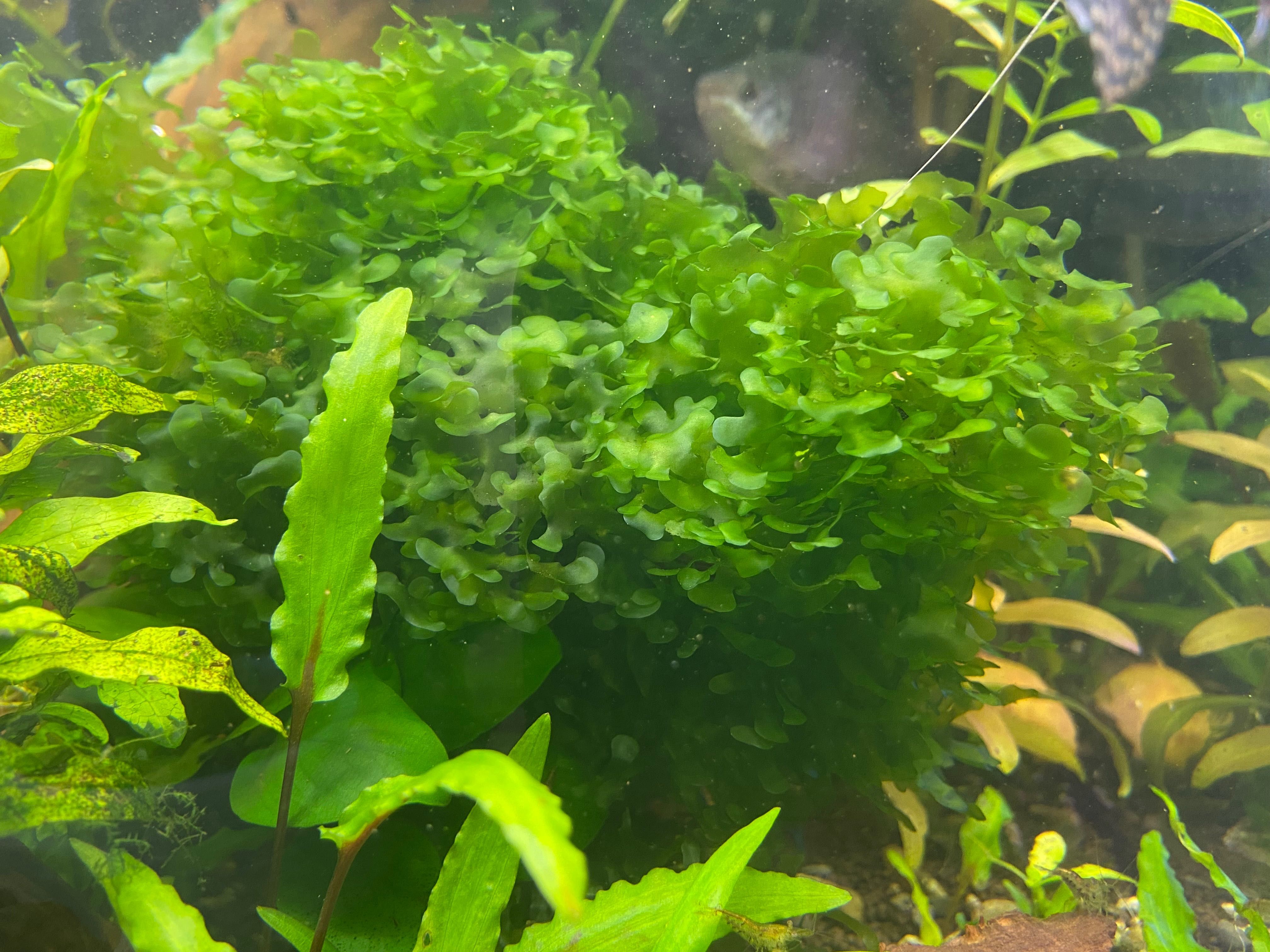 Аквариумное растение Ломариопсис линеата (Lomariopsis lineata)