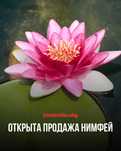 Продажа нимфей (Водяная лилия)
