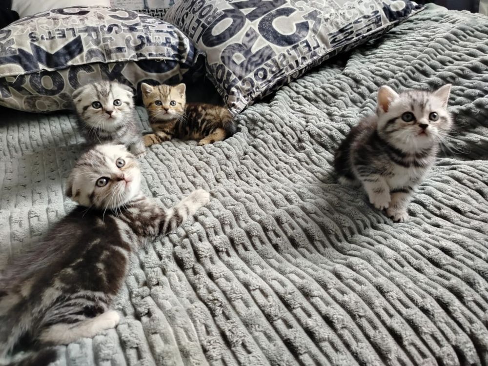 Котята вислоухие