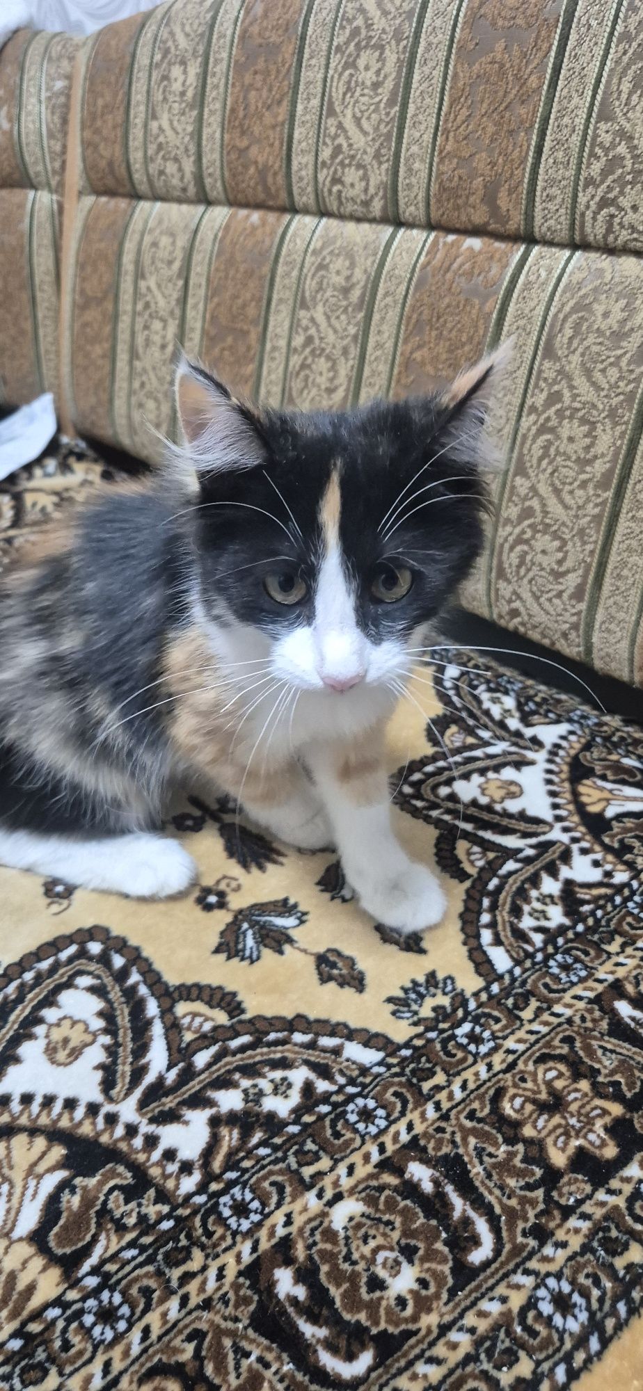 Котята обычные домашние