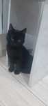 Котенок мальчик в добрые руки срочно