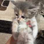 Отдам котят в хорошие руки