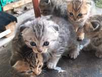 Вислоухие котята