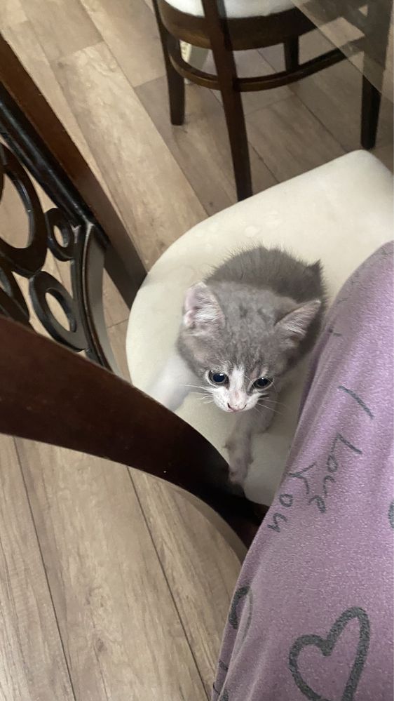Котёнки маленькие