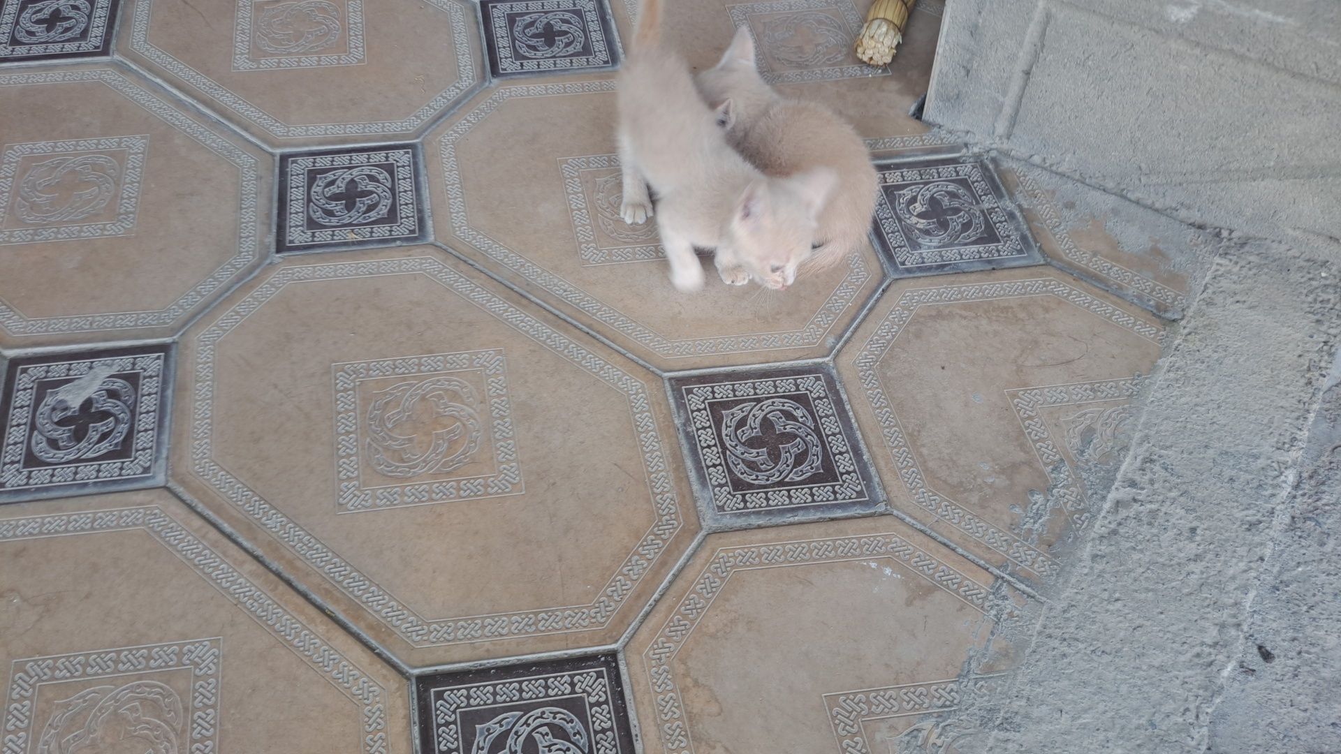 Котята бесплатно