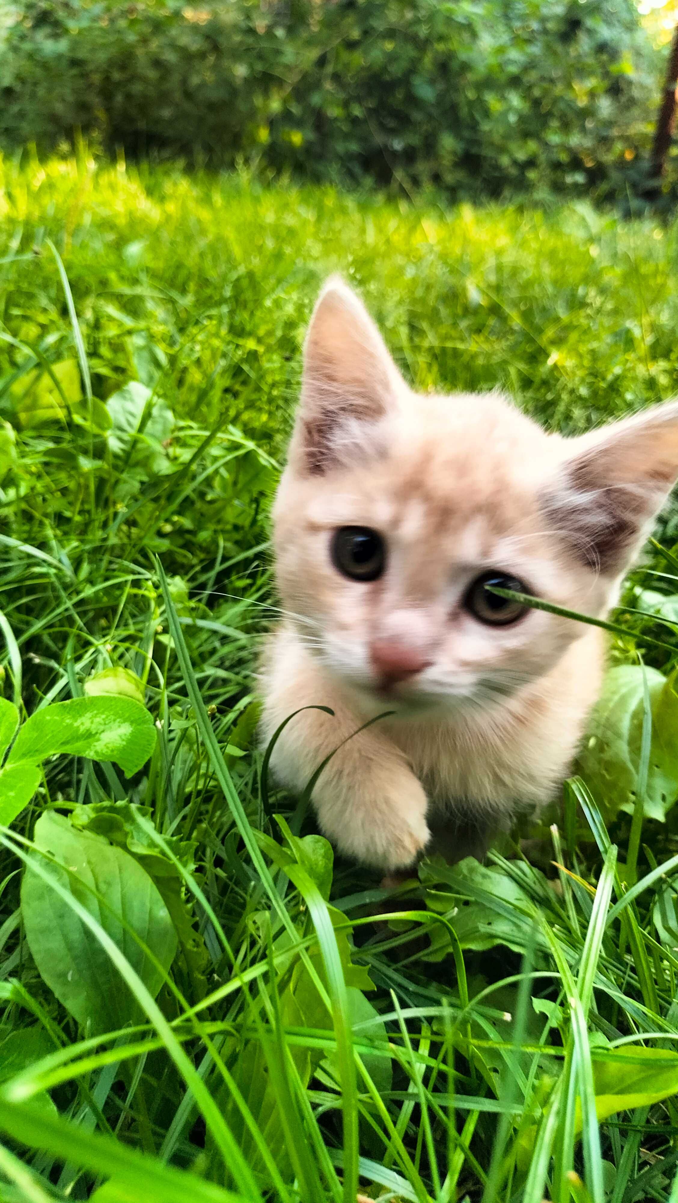 Котята бесплатно