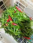 Продам горький перец