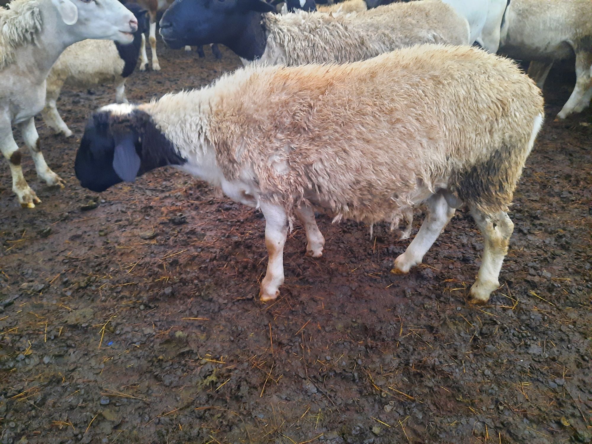 Продам дорперов   f4,f5