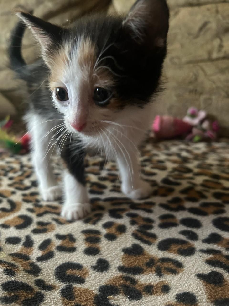 Котёнок   ищет семью