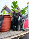 Отдам красивых котят