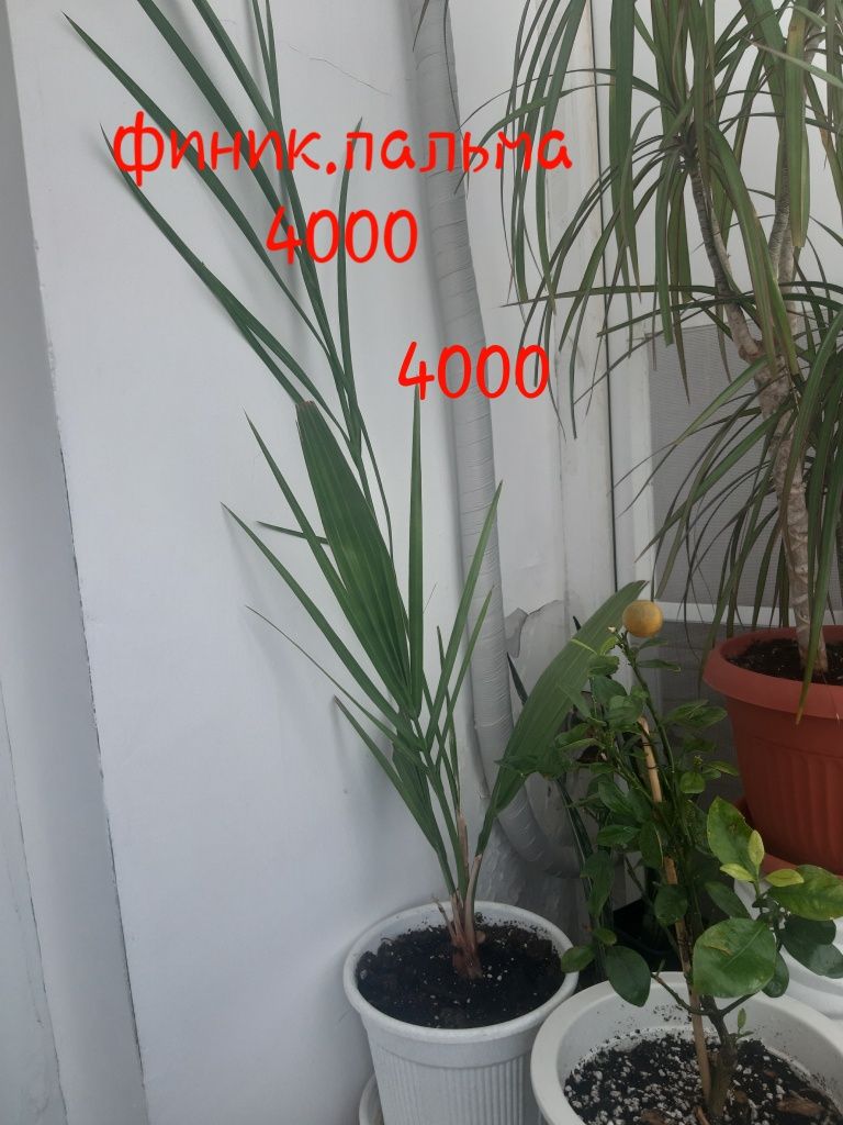 комнатные растения