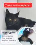 Неделя - потом на улицу!