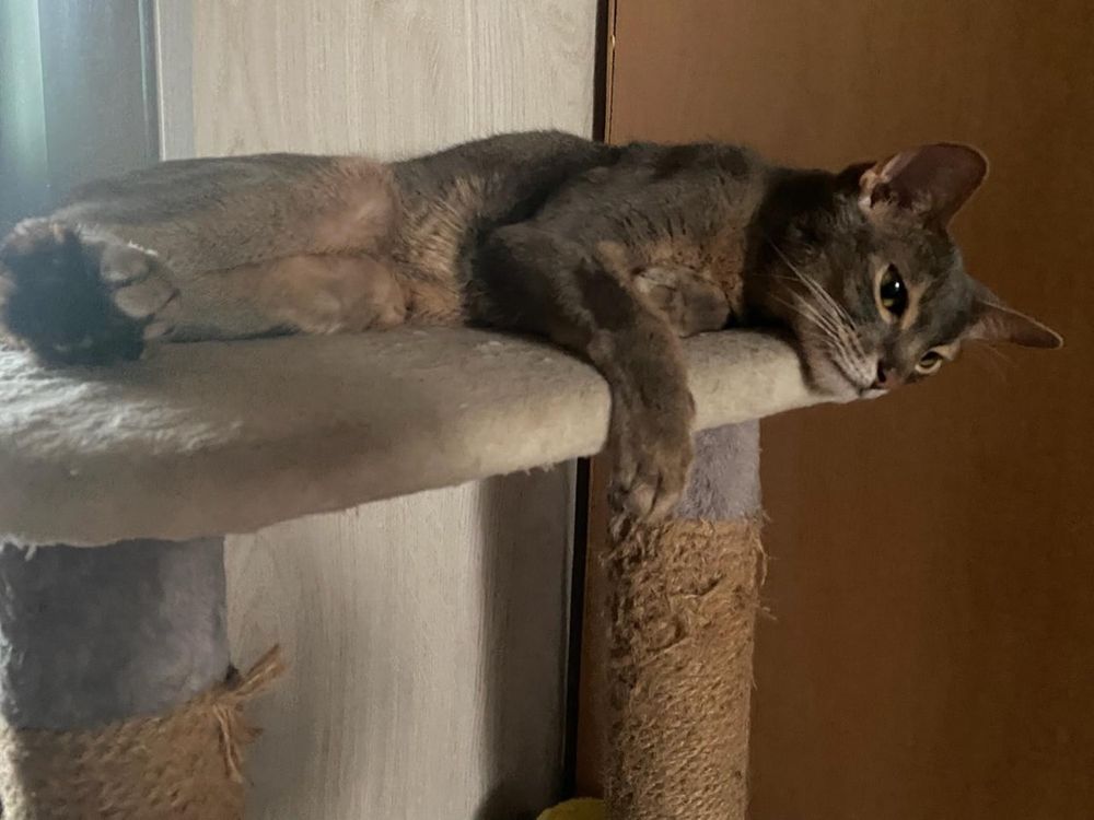 Абиссинец редкого окраса