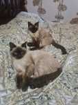 Сиамские котята и свинкс