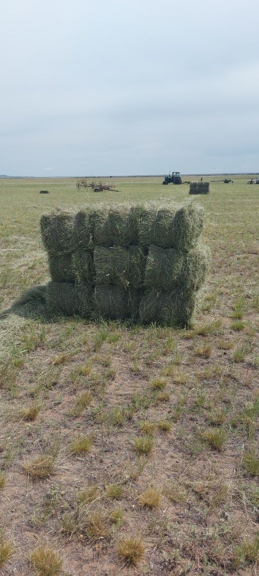 Житняк,лугавое сено в тюках с доставкой