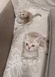 Котята шотландские