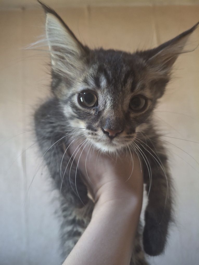 Отдам в добрые руки котят