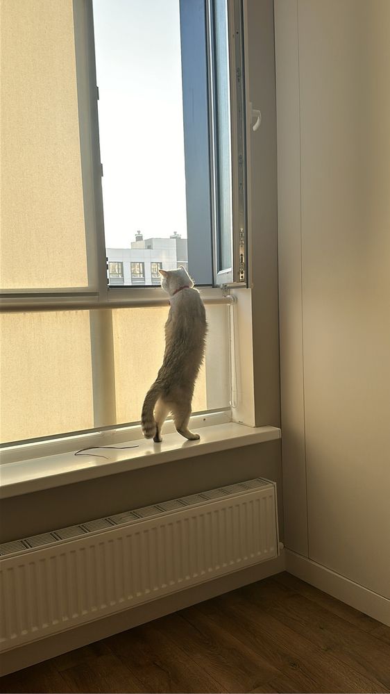 Отдаю кошку в действительно добрые руки