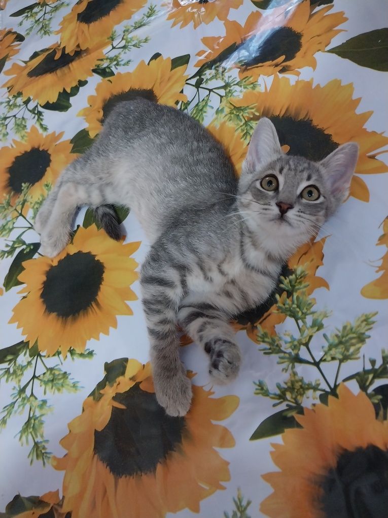 Котенок малыш мальчик