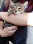 Отдам котёнка девочка домашний месяц от  роду город Жаркент очень мила
