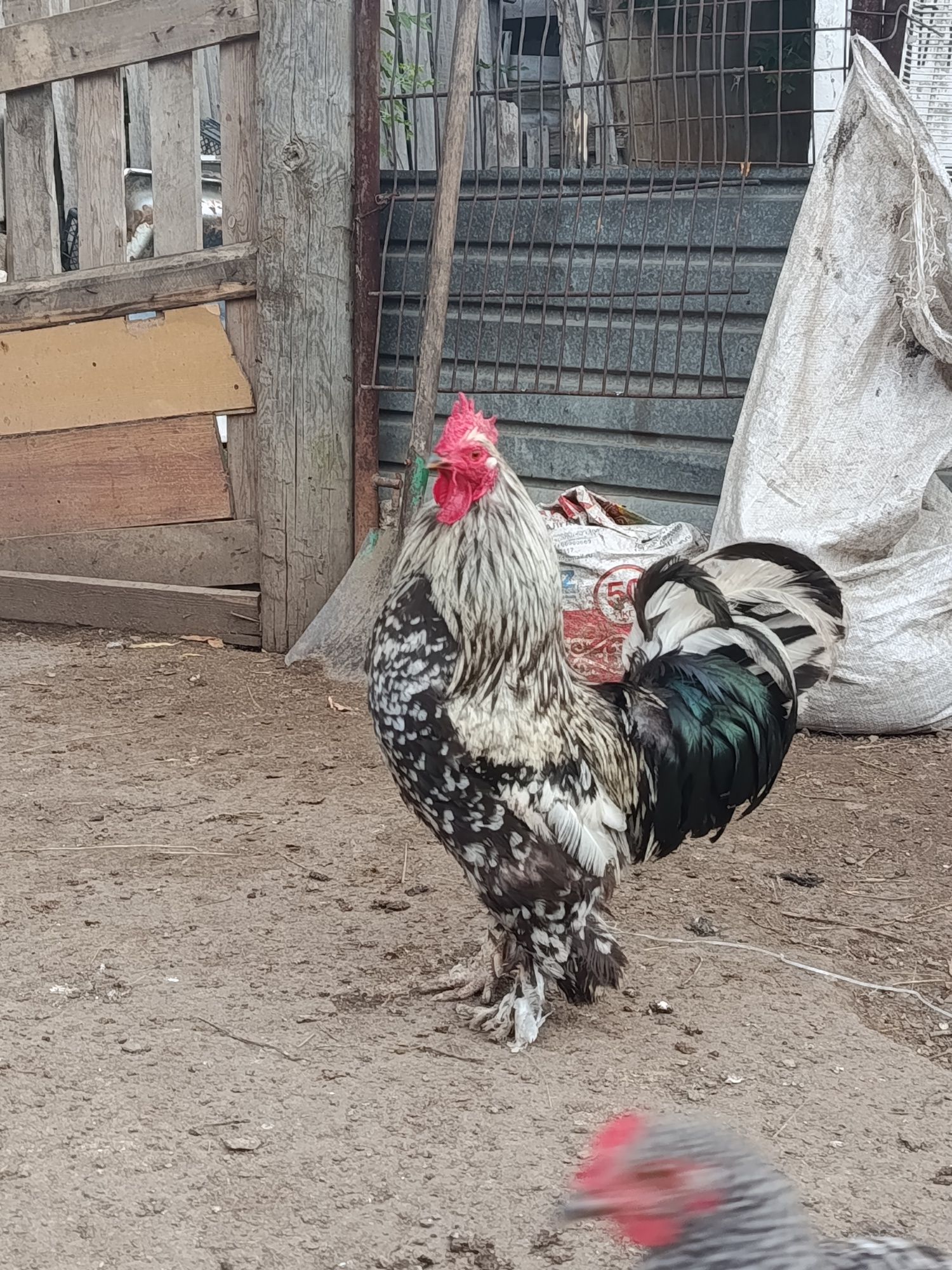 Продам петуха...