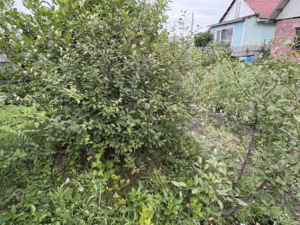 Срочно продам дачу