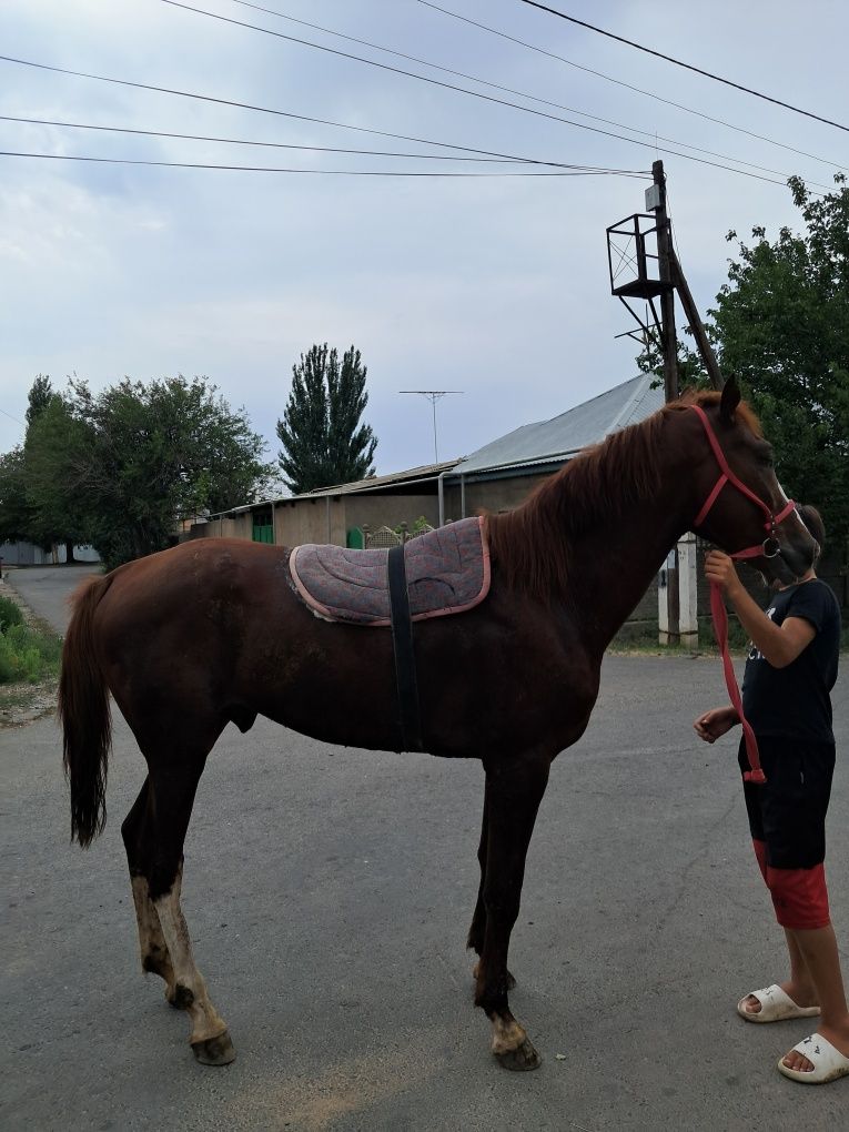 Жылкы Тай 1,5 жас
