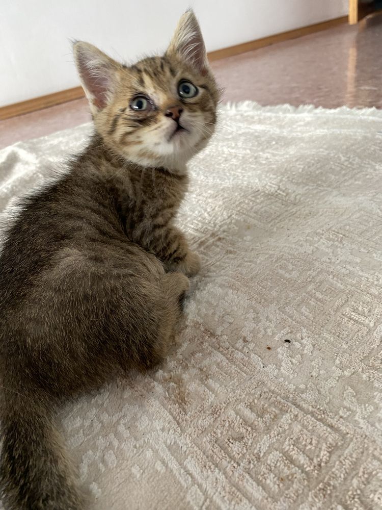 Котята отдам Актау