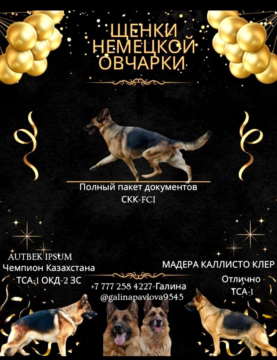 Продам щенка немецкой овчарки