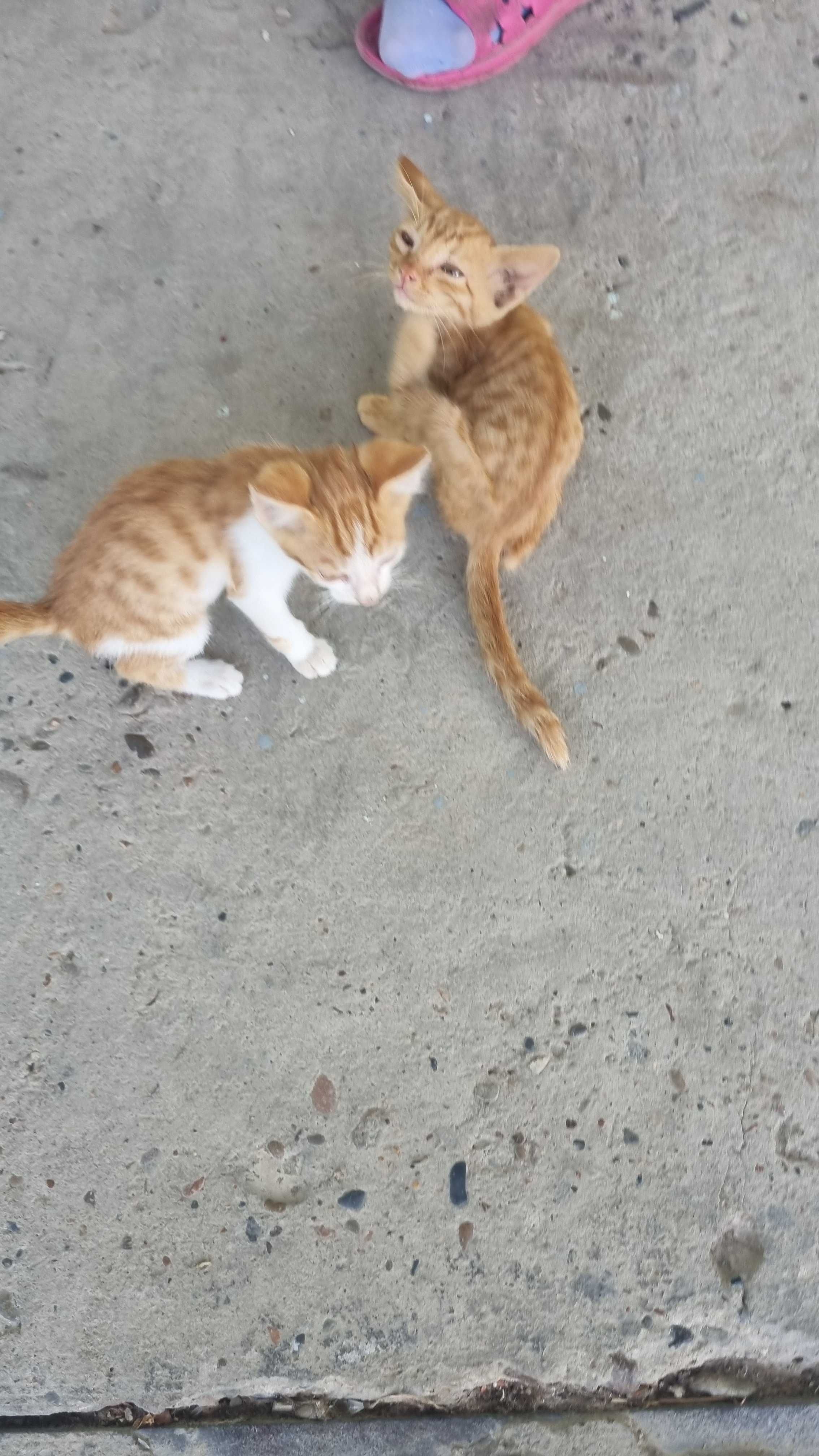 Котята, животные домашние