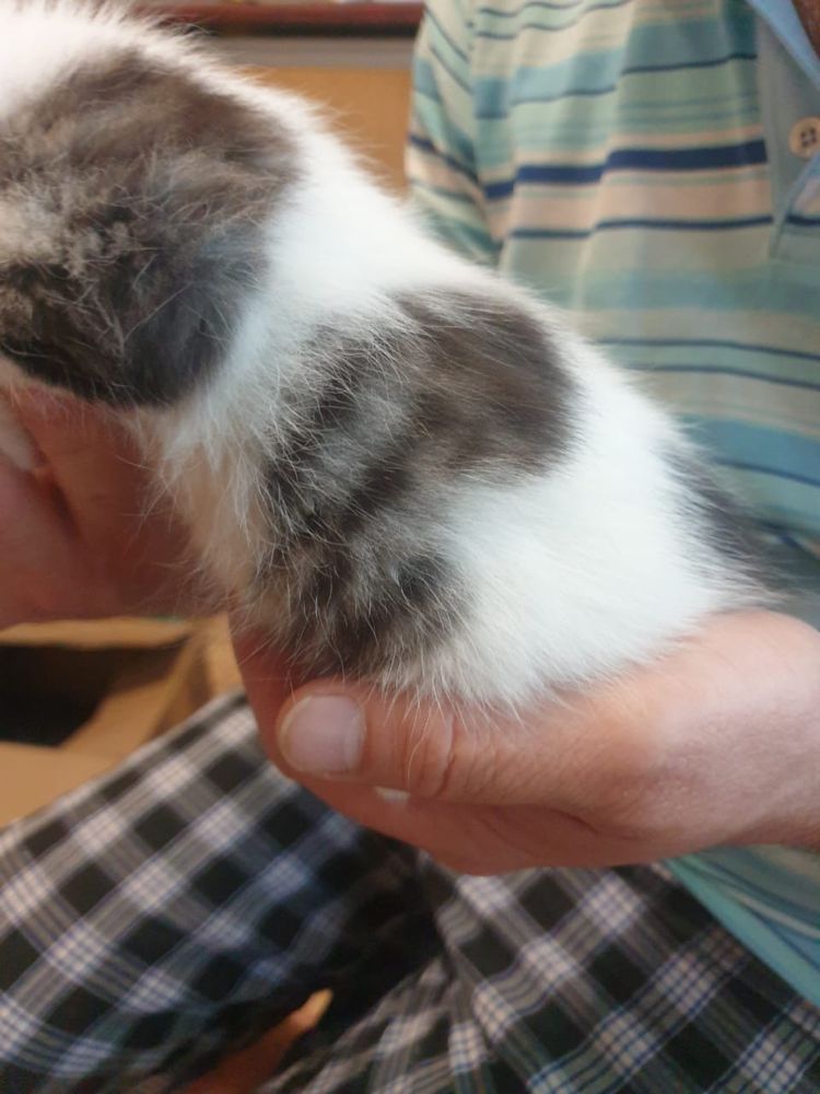 Отдам котят в добрые руки. Приучены к лотку , ласковые ,ручные.