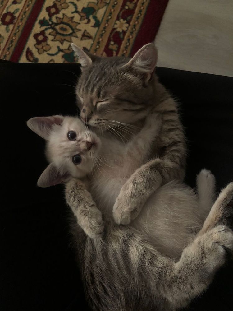 Котята срочно
