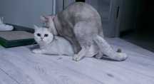 Вязка,прямоухий кот, окраса шиншилла