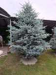 Продаётся голубая ель (Picea pungens Glauca)
Цена: 500 000 тенг