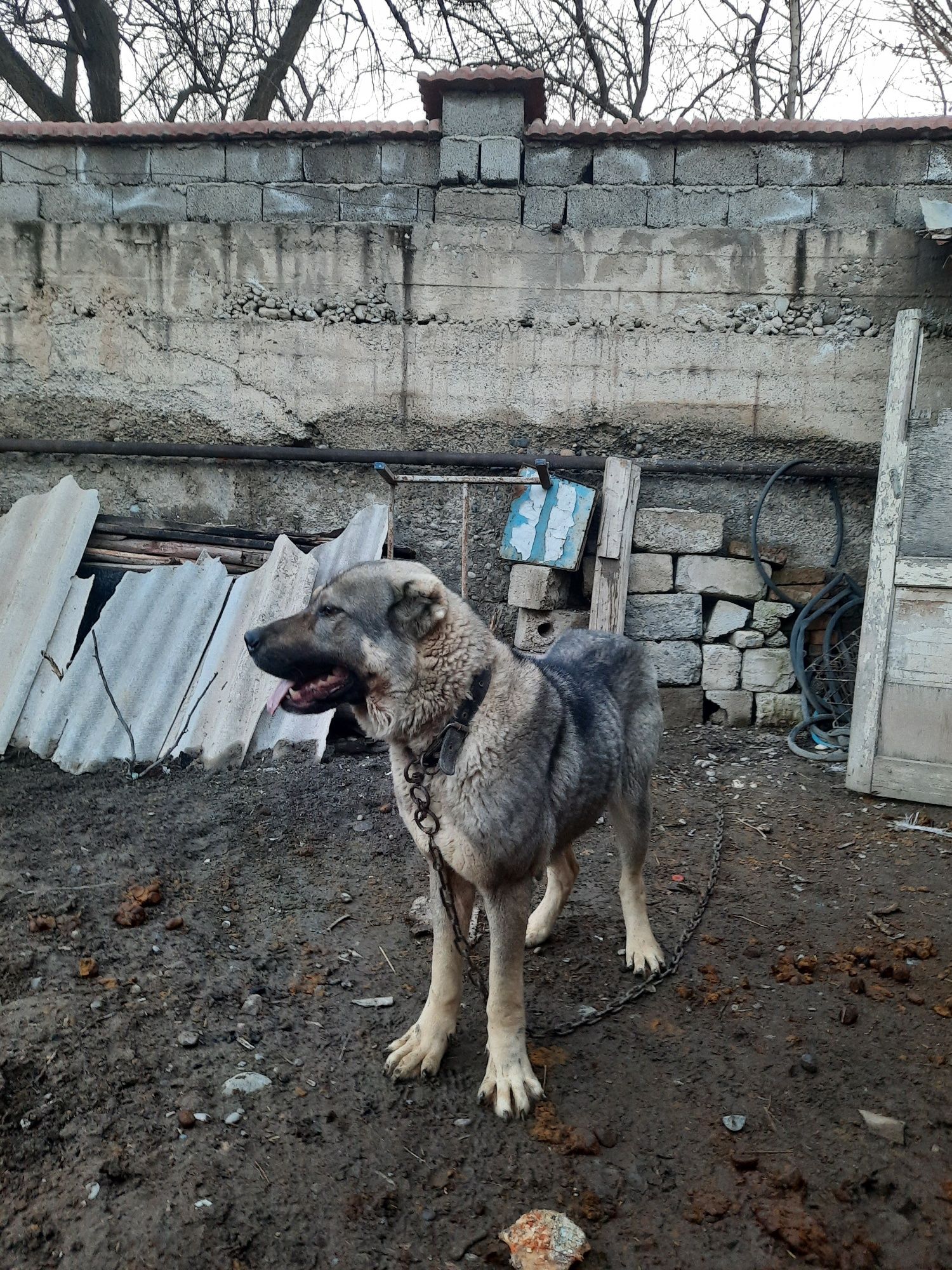 Сатылады Алабай Кушык
