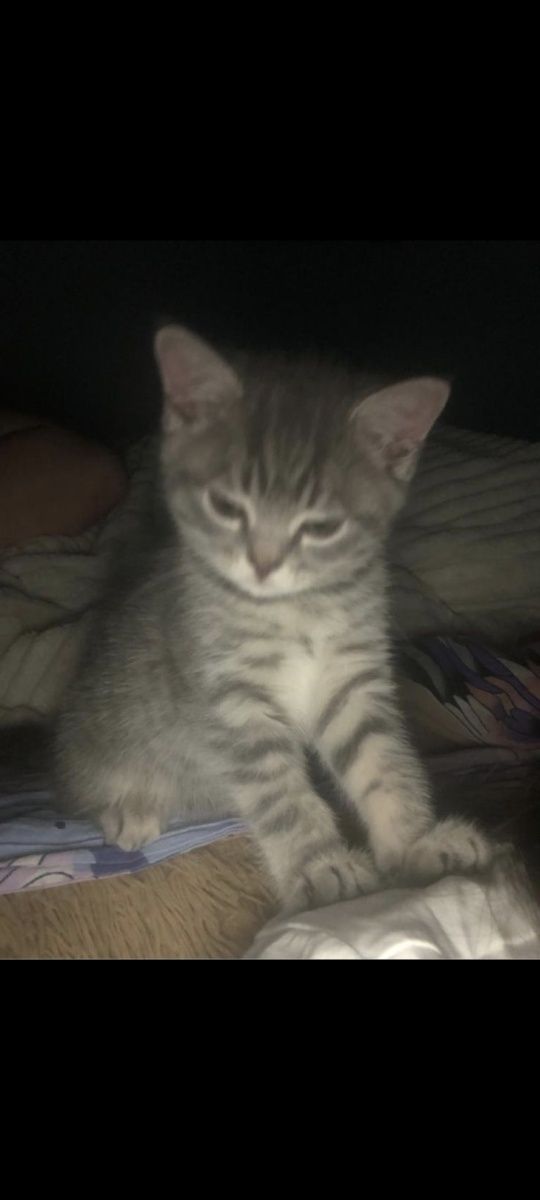 Котенок(около2мес)