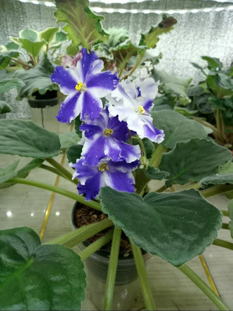 Продам фиалки сортовые