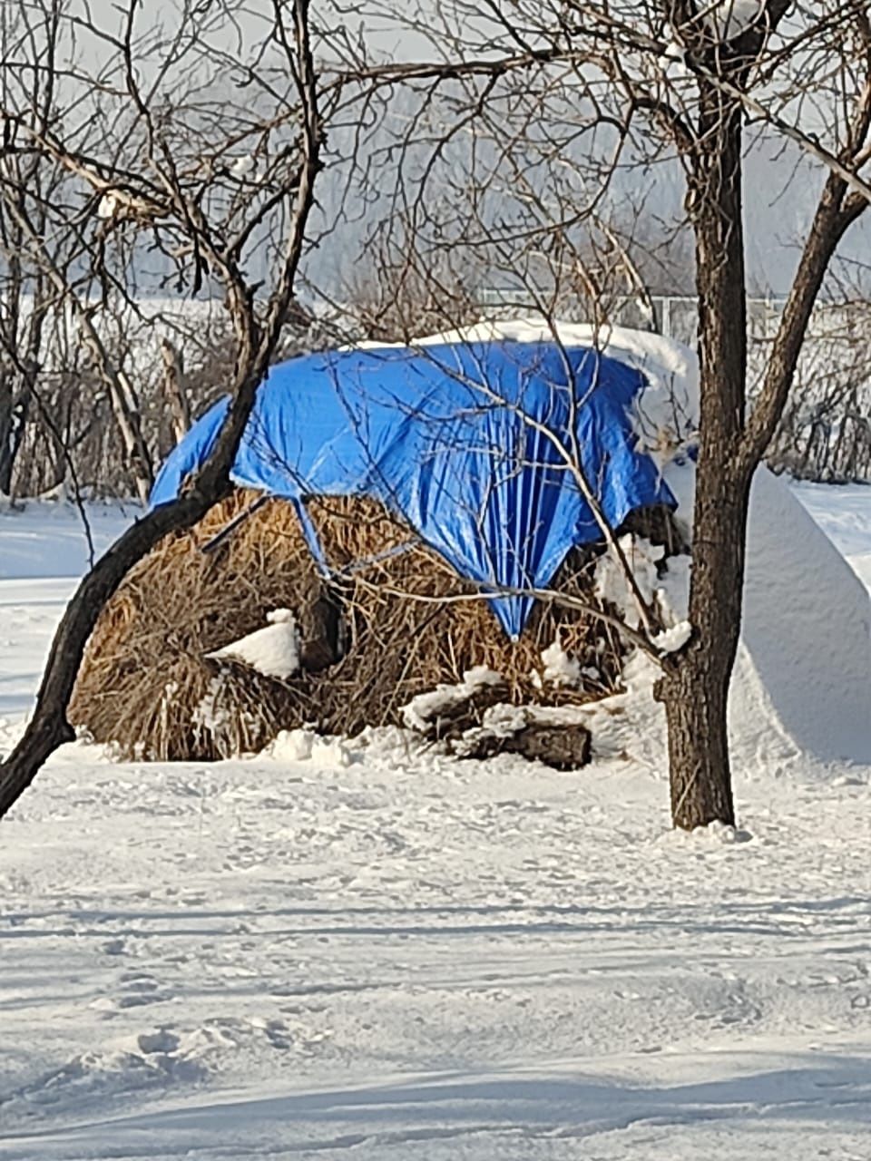Продам свежее сено