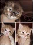 Котята шотландцы.