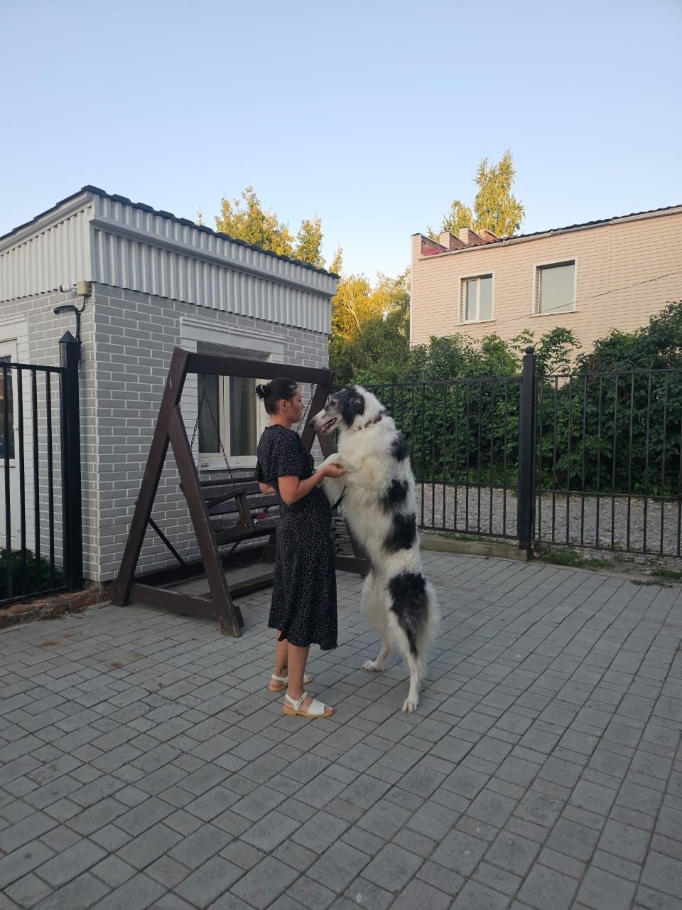 Продам щенков русской псовой борзой
